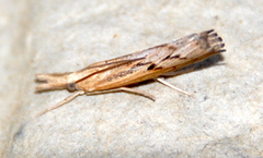 Pediasia trisecta