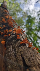 Favolaschia claudopus