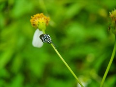 Thyreus himalayensis