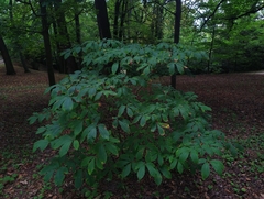 Aesculus parviflora