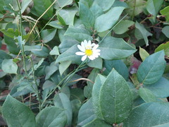 Tripleurospermum inodorum