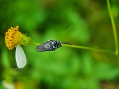 Thyreus himalayensis