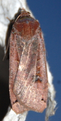 Noctua pronuba