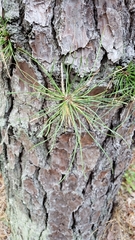 Pinus rigida
