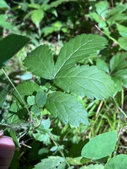 Agrimonia gryposepala