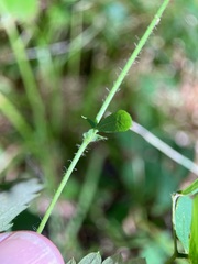 Agrimonia gryposepala