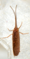 Integripalpia