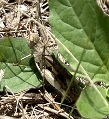 Chortophaga australior