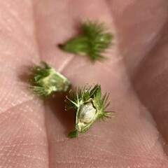 Agrimonia gryposepala