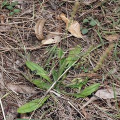 Plantago debilis