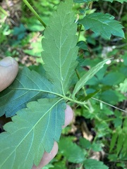 Agrimonia gryposepala