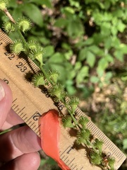 Agrimonia gryposepala