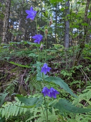 Campanula trachelium