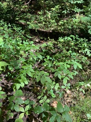 Agrimonia gryposepala