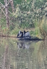 Anhinga novaehollandiae