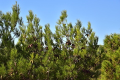 Pinus halepensis