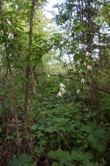 Clematis alpina sibirica