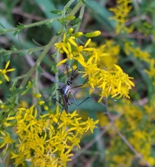 Toxorhynchites rutilus