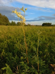 Filipendula stepposa