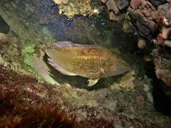 Notolabrus parilus