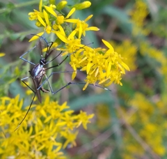 Toxorhynchites rutilus