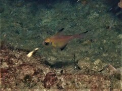 Pempheris klunzingeri