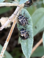 Orsilochides guttata