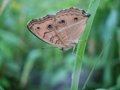 Junonia almana