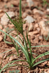 Cyperus rotundus