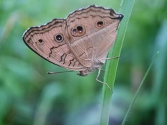 Junonia almana