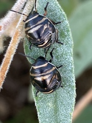 Orsilochides guttata