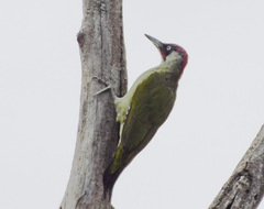 Picus viridis