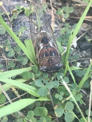 Megatibicen resonans