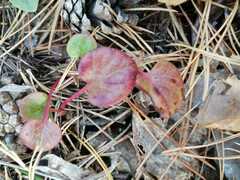 Pyrola asarifolia
