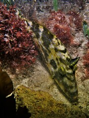 Scobinichthys granulatus