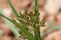 Cyperus rotundus