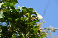 Acronychia pedunculata