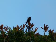 Corvus jamaicensis