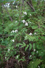 Clematis alpina sibirica