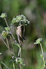 Schistocerca damnifica