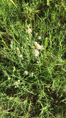 Erigeron bonariensis