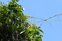 Acronychia pedunculata