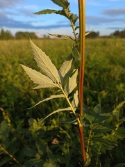 Filipendula stepposa