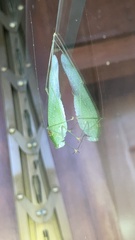 Anaulacomerina