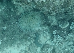 Anemonia viridis