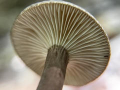 Lactarius lignyotus