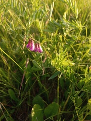Vicia megalotropis