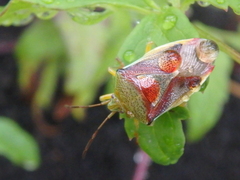 Elasmostethus interstinctus