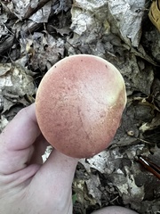 Baorangia