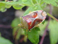 Elasmostethus interstinctus